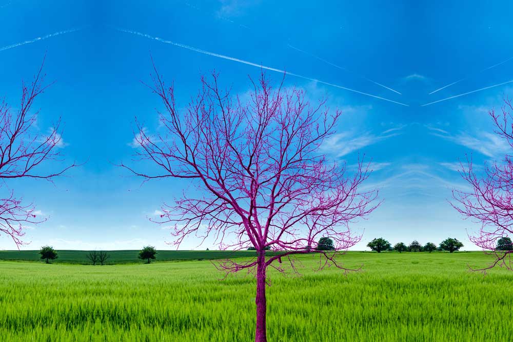 lake nona pink tree