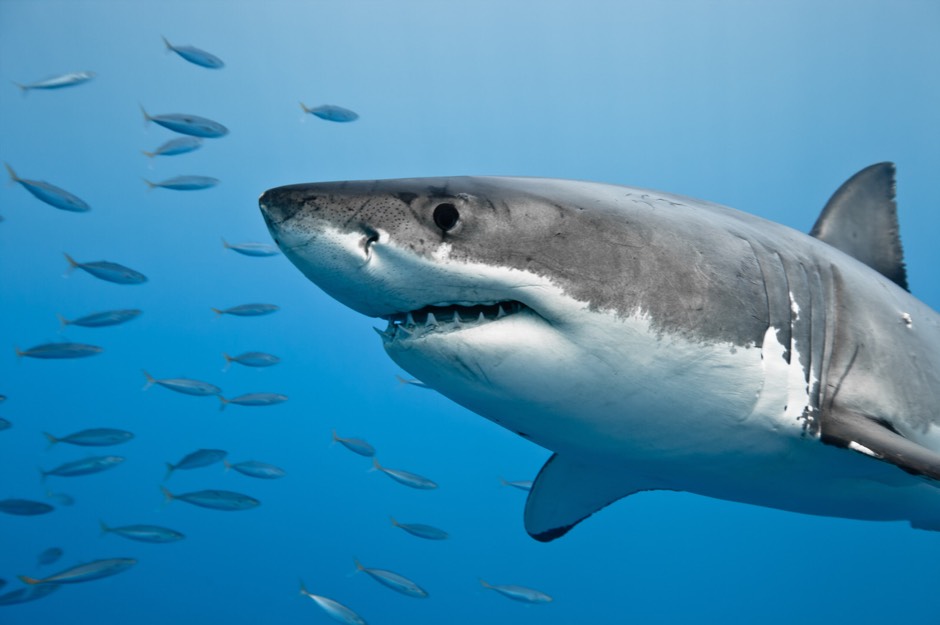 Shark swimming in the ocean surrounded by fish.