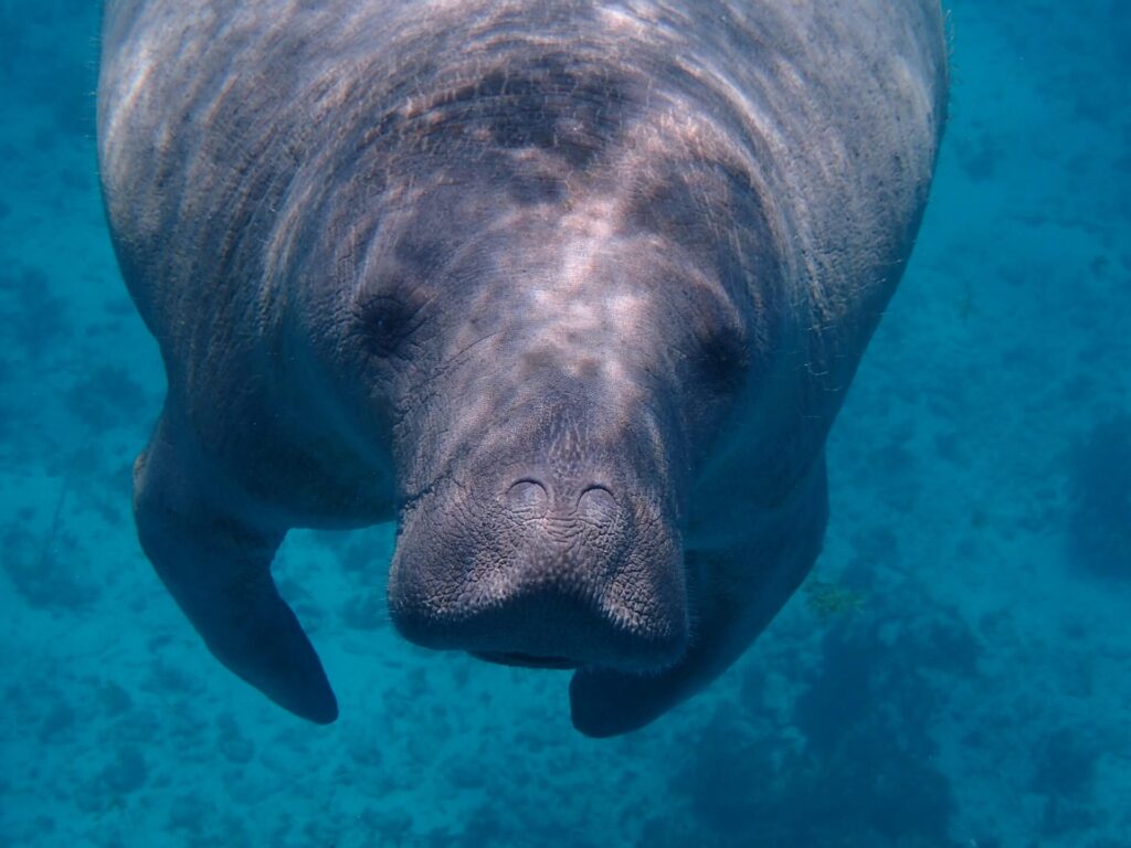 blue springs state park Florida