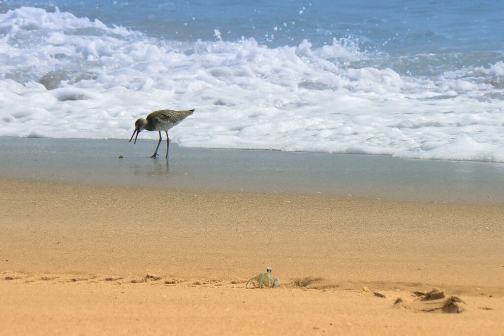 beach in titsuville // Restaurants in Titusville